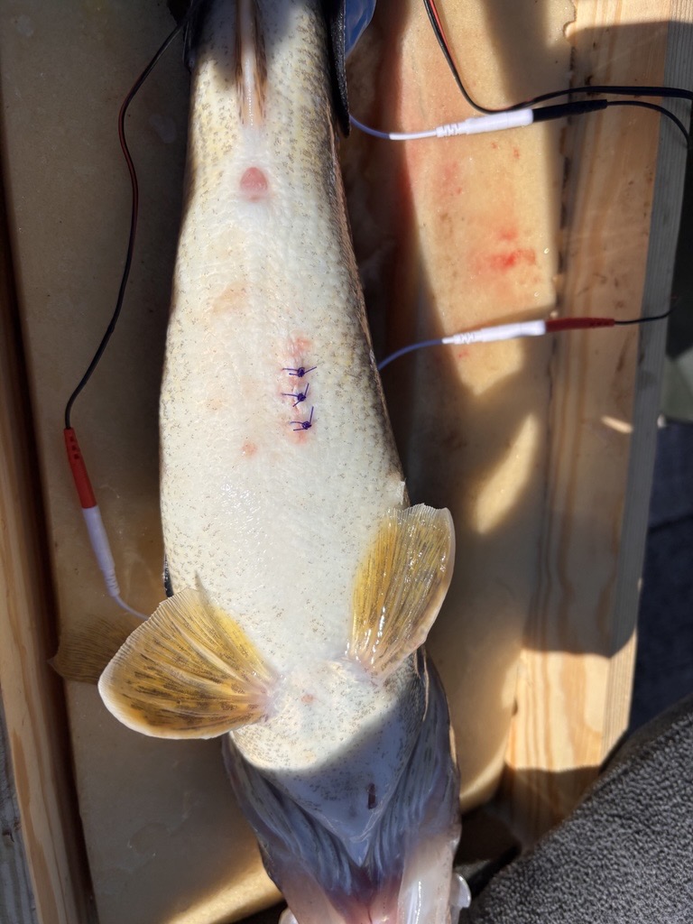 Walleye with sutures